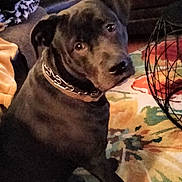 Bleu is registered to the contest to win money with this photo: dog, black_dog, chain_collar, living_room, rug, colorful_rug, floral_rug, couch, pillow, teal_pillow, green_pillow, pet, animal, indoor, floor, furniture, looking_up, sitting, domestic_dog, canine