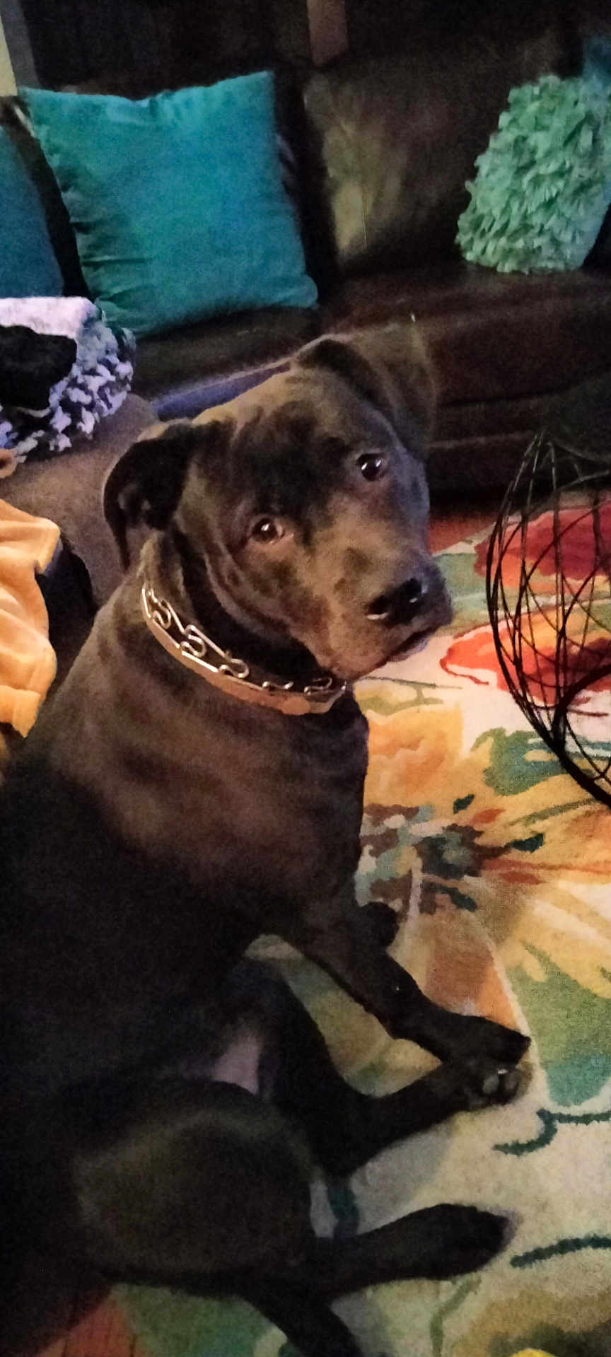 Bleu is registered to the contest to win money with this photo: dog, black_dog, chain_collar, living_room, rug, colorful_rug, floral_rug, couch, pillow, teal_pillow, green_pillow, pet, animal, indoor, floor, furniture, looking_up, sitting, domestic_dog, canine