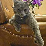 Greysen joined the competition — help win amazing prizes! cat, gray_cat, leather_chair, paw, flower_vase, purple_flowers, white_flowers, indoor, feline, relaxed, pet, animal, fur, whiskers, chair, home_decor, cozy, resting, portrait, mammal