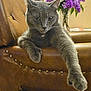 cat, gray_cat, leather_chair, paw, flower_vase, purple_flowers, white_flowers, indoor, feline, relaxed, pet, animal, fur, whiskers, chair, home_decor, cozy, resting, portrait, mammal