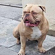 Storm participe au concours pour gagner de l'argent avec cette photo : dog, bulldog, animal, pet, outdoor, sidewalk, concrete, wall, street, paw, fur, muzzle, tongue, drool, ears, snout, expression, brown, white, sitting