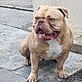 dog, bulldog, animal, pet, outdoor, sidewalk, concrete, wall, street, paw, fur, muzzle, tongue, drool, ears, snout, expression, brown, white, sitting