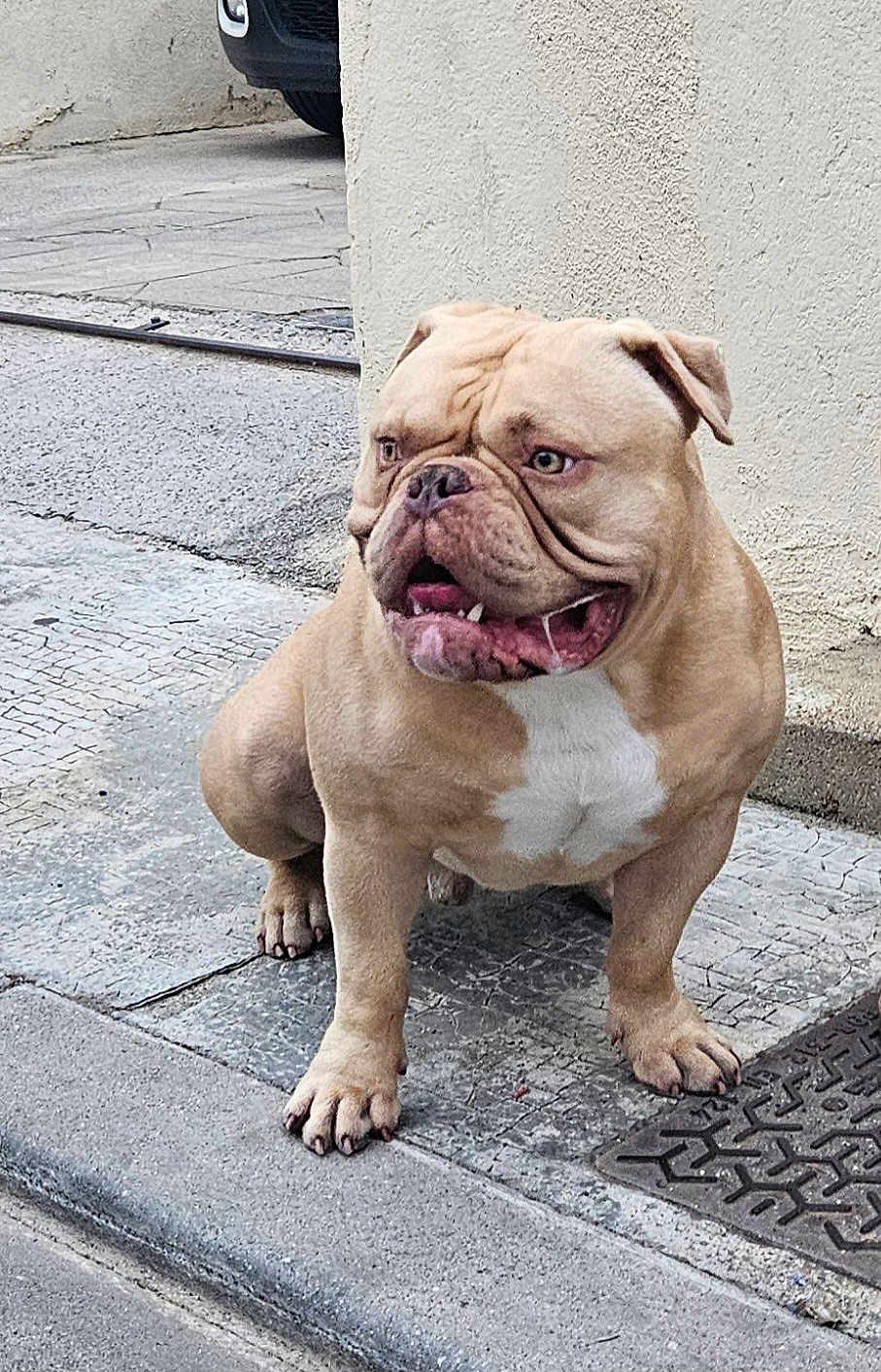 Storm participe au concours pour gagner de l'argent avec cette photo : dog, bulldog, animal, pet, outdoor, sidewalk, concrete, wall, street, paw, fur, muzzle, tongue, drool, ears, snout, expression, brown, white, sitting
