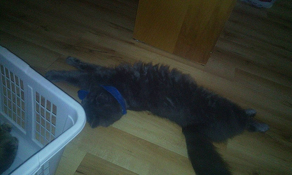 Tigris a rejoint le concours — aidez-le/la à gagner de superbes lots ! carnivore, cat, domestic_short_haired_cat, felidae, floor, flooring, small_to_medium_sized_cats, tail, whiskers