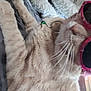 Charlie a rejoint le concours — aidez-le/la à gagner de superbes lots ! balinese, carnivore, cat, claw, collar, domestic_short_haired_cat, fang, fawn, felidae, fur, paw, pet_supply, small_to_medium_sized_cats, snout, tail, terrestrial_animal, thai, whiskers, working_animal, yawn