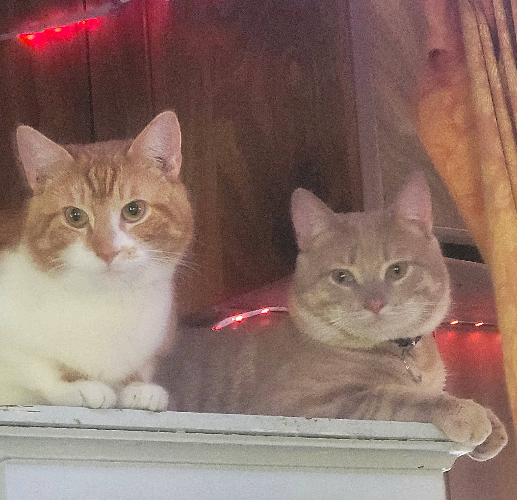 Charlie participe au concours pour gagner de l'argent avec cette photo : box, cardboard, carnivore, cat, cat_furniture, cat_supply, domestic_short_haired_cat, fawn, felidae, fur, paw, photo_caption, rectangle, sitting, small_to_medium_sized_cats, snout, tail, vertebrate, whiskers, window