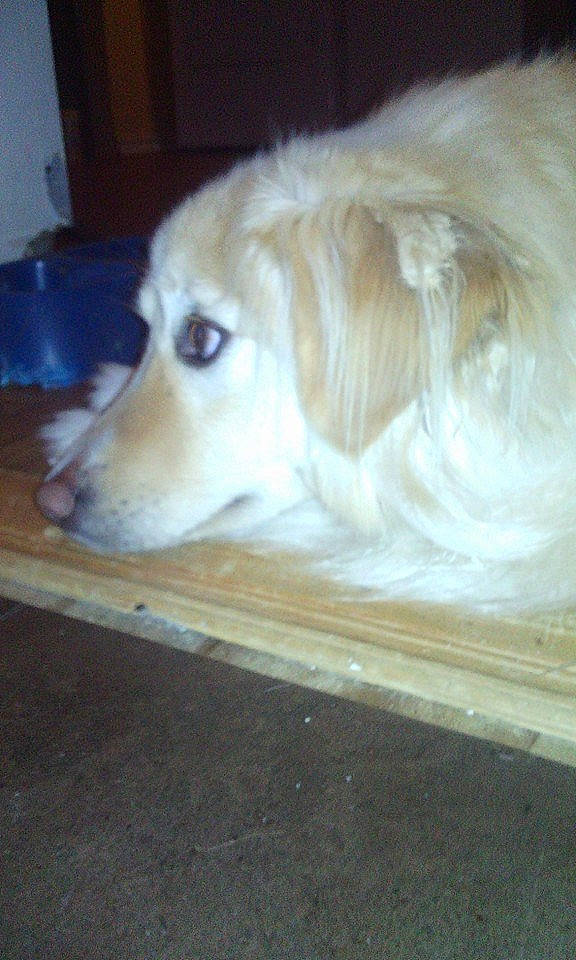 Sam participe au concours pour gagner de l'argent avec cette photo : canidae, carnivore, companion_dog, dog, dog_breed, fawn, golden_retriever, labrador_retriever, mammal, puppy, rare_breed_dog, retriever, slovak_cuvac, small_greek_domestic_dog, sporting_group, vertebrate