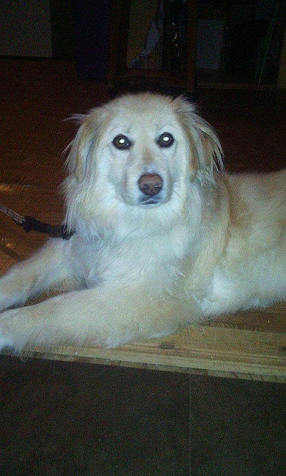 Sam a rejoint le concours — aidez-le/la à gagner de superbes lots ! canidae, carnivore, companion_dog, dog, dog_breed, fawn, great_pyrenees, livestock_guardian_dog, mammal, maremma_sheepdog, mucuchies, rare_breed_dog, slovak_cuvac, small_greek_domestic_dog, sporting_group, vertebrate