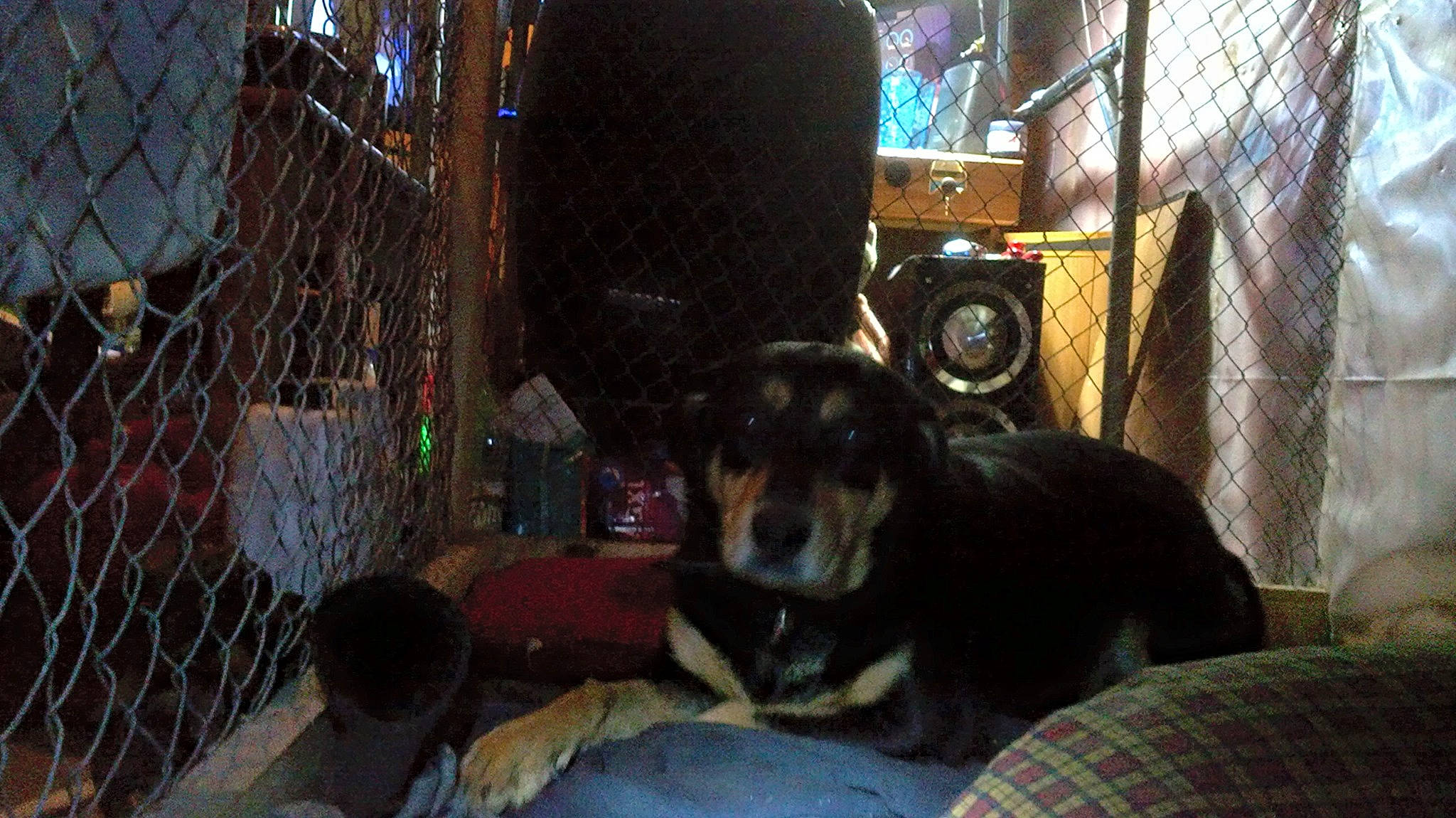 Lina a rejoint le concours — aidez-le/la à gagner de superbes lots ! animal_shelter, canidae, carnivore, dog, dog_breed, guard_dog, mammal, rottweiler, working_dog