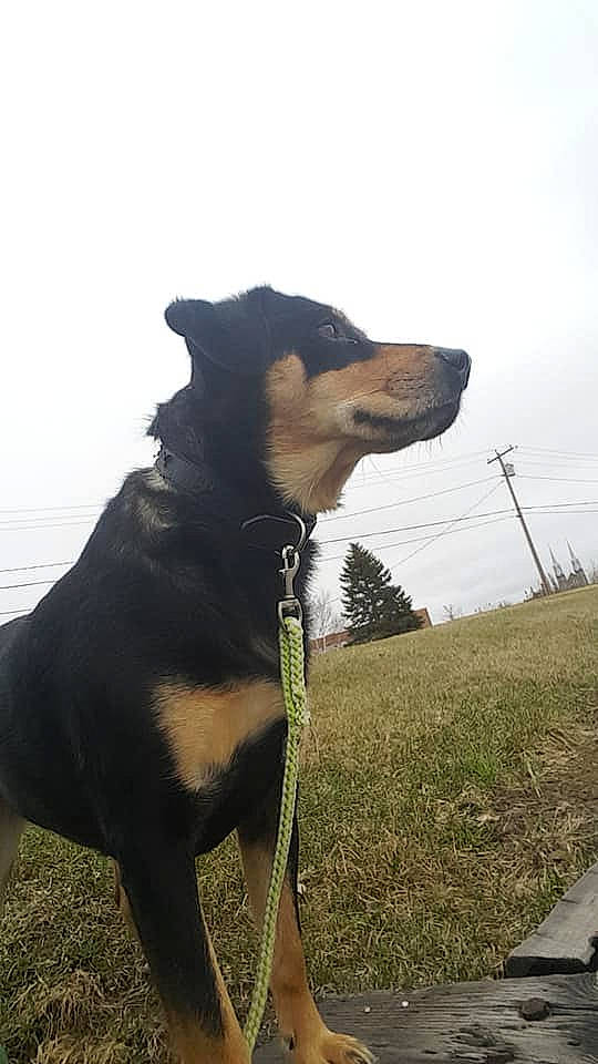 Lina participe au concours pour gagner de l'argent avec cette photo : beauceron, canidae, carnivore, companion_dog, dog, dog_breed, guard_dog, huntaway, hunting_dog, jagdterrier, mammal, rottweiler, snout, vertebrate, working_dog