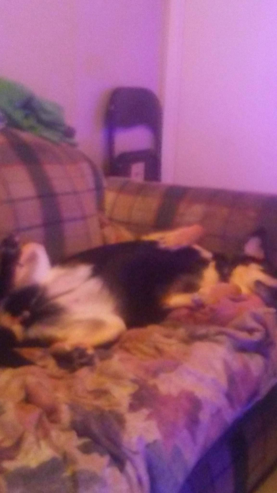 Lina a rejoint le concours — aidez-le/la à gagner de superbes lots ! bed, canidae, carnivore, cat, dog, dog_breed, fawn, felidae, furniture, kitten, nap, non_sporting_group, puppy, room, small_to_medium_sized_cats, whiskers, yorkshire_terrier