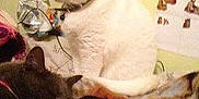 Kia participe au concours pour gagner de l'argent avec cette photo :