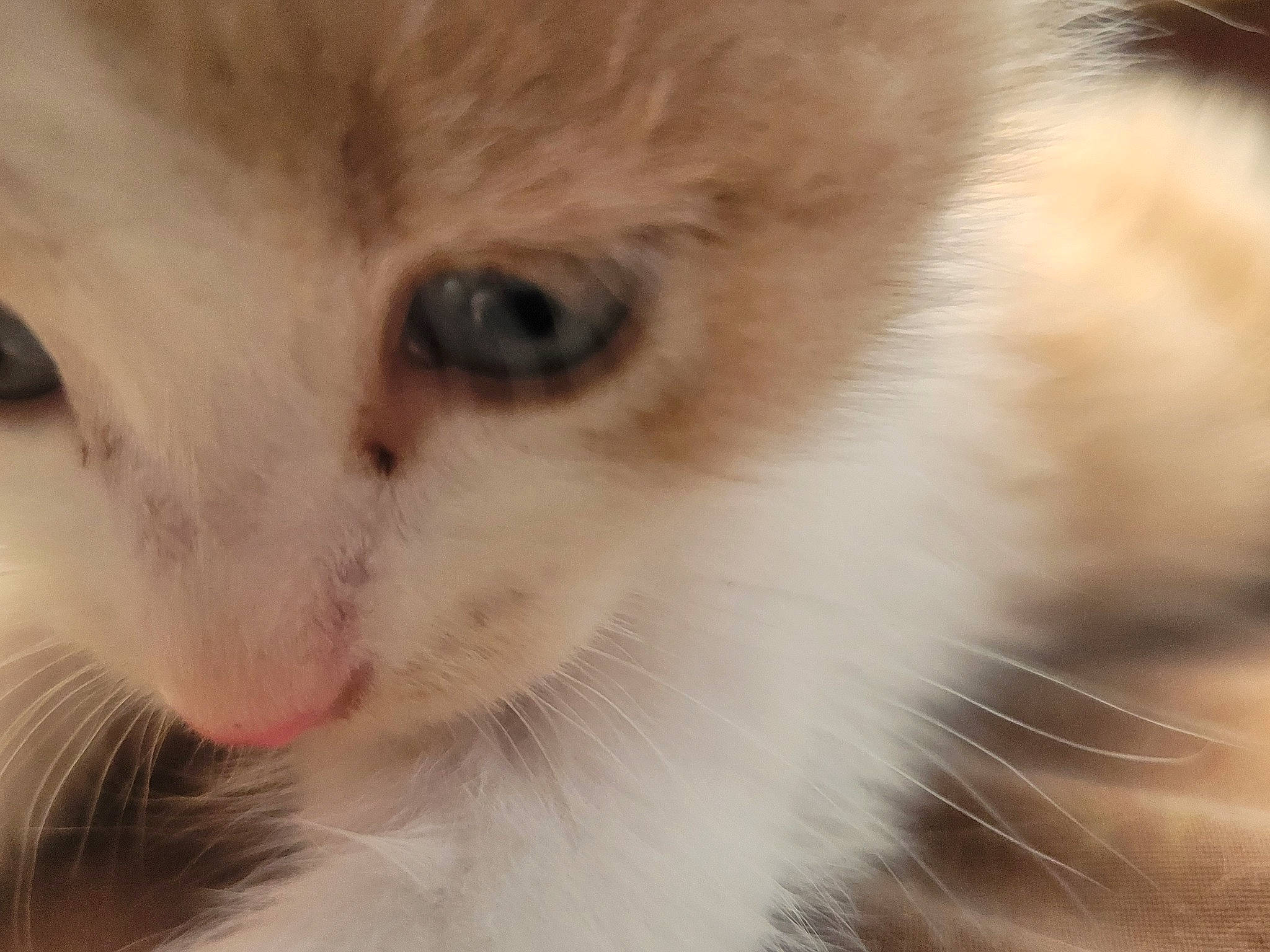 Ticaramel participe au concours pour gagner de l'argent avec cette photo : carnivore, cat, close_up, domestic_short_haired_cat, fawn, felidae, fur, small_to_medium_sized_cats, snout, whiskers