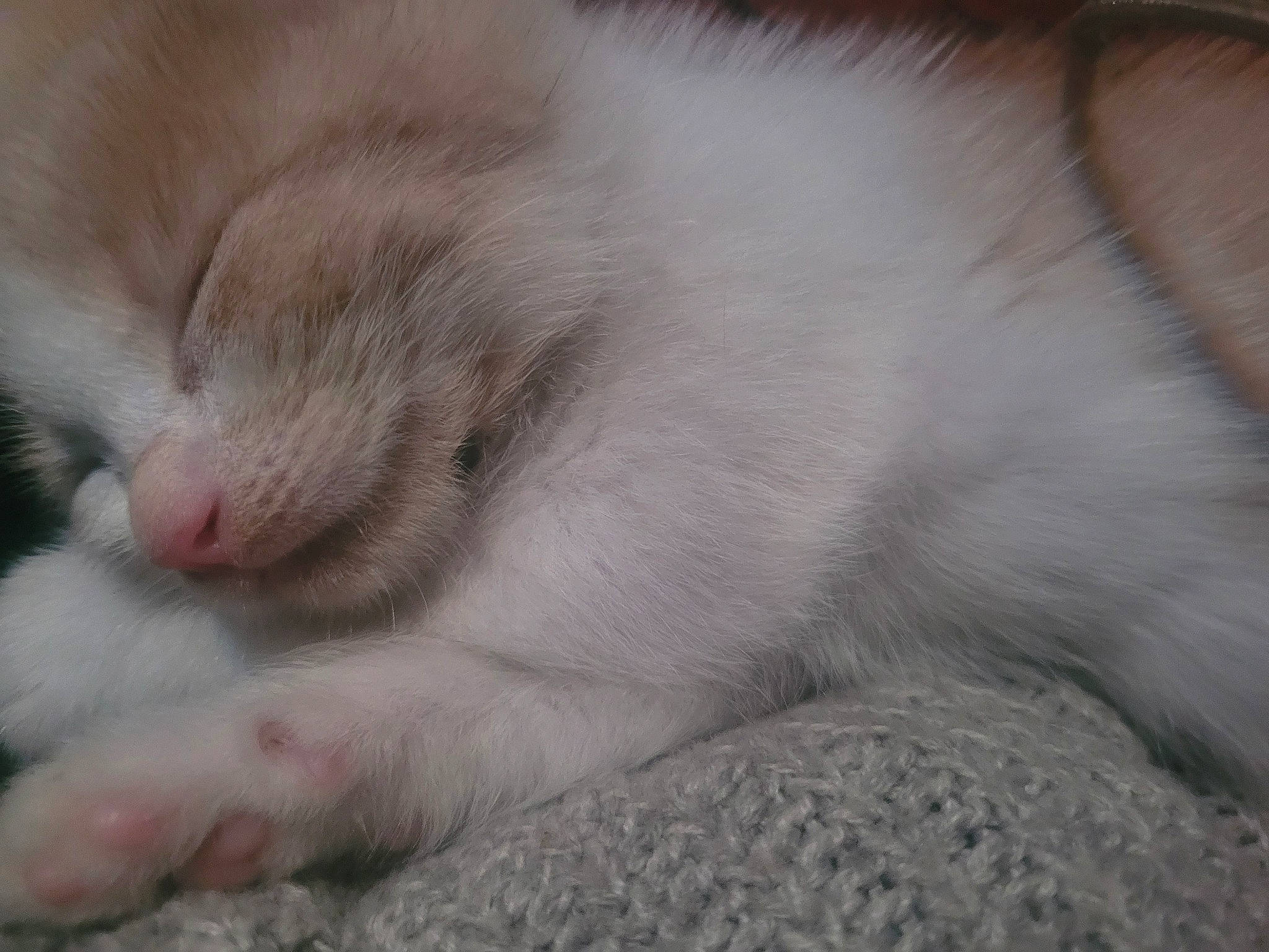 Ticaramel participe au concours pour gagner de l'argent avec cette photo : carnivore, cat, claw, comfort, domestic_short_haired_cat, fawn, felidae, foot, fur, nap, paw, sleep, small_to_medium_sized_cats, snout, terrestrial_animal, whiskers