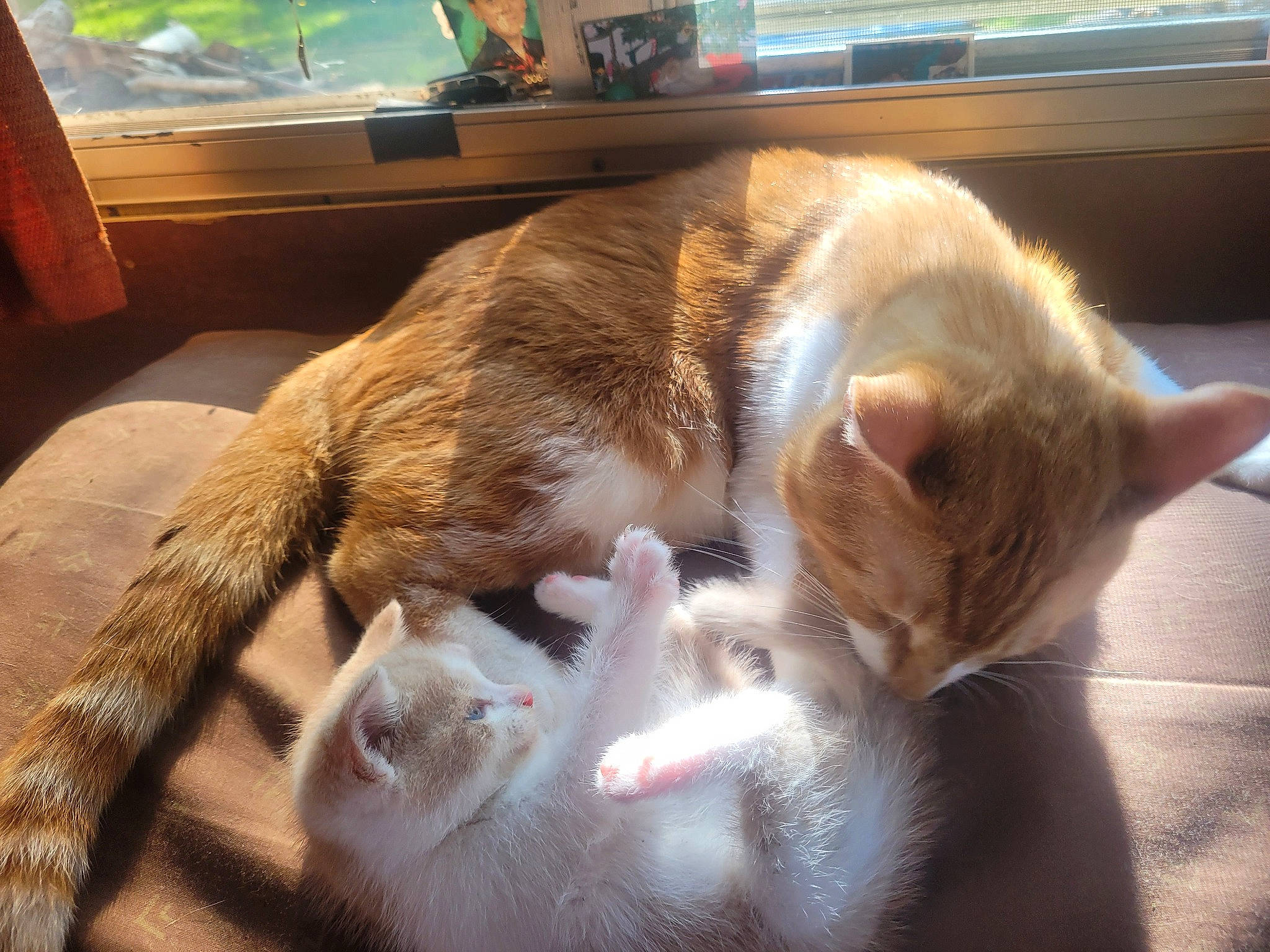 Ticaramel a rejoint le concours — aidez-le/la à gagner de superbes lots ! canidae, carnivore, cat, claw, comfort, companion_dog, domestic_short_haired_cat, fawn, felidae, flooring, fur, hardwood, nap, paw, small_to_medium_sized_cats, tail, whiskers, window, wood