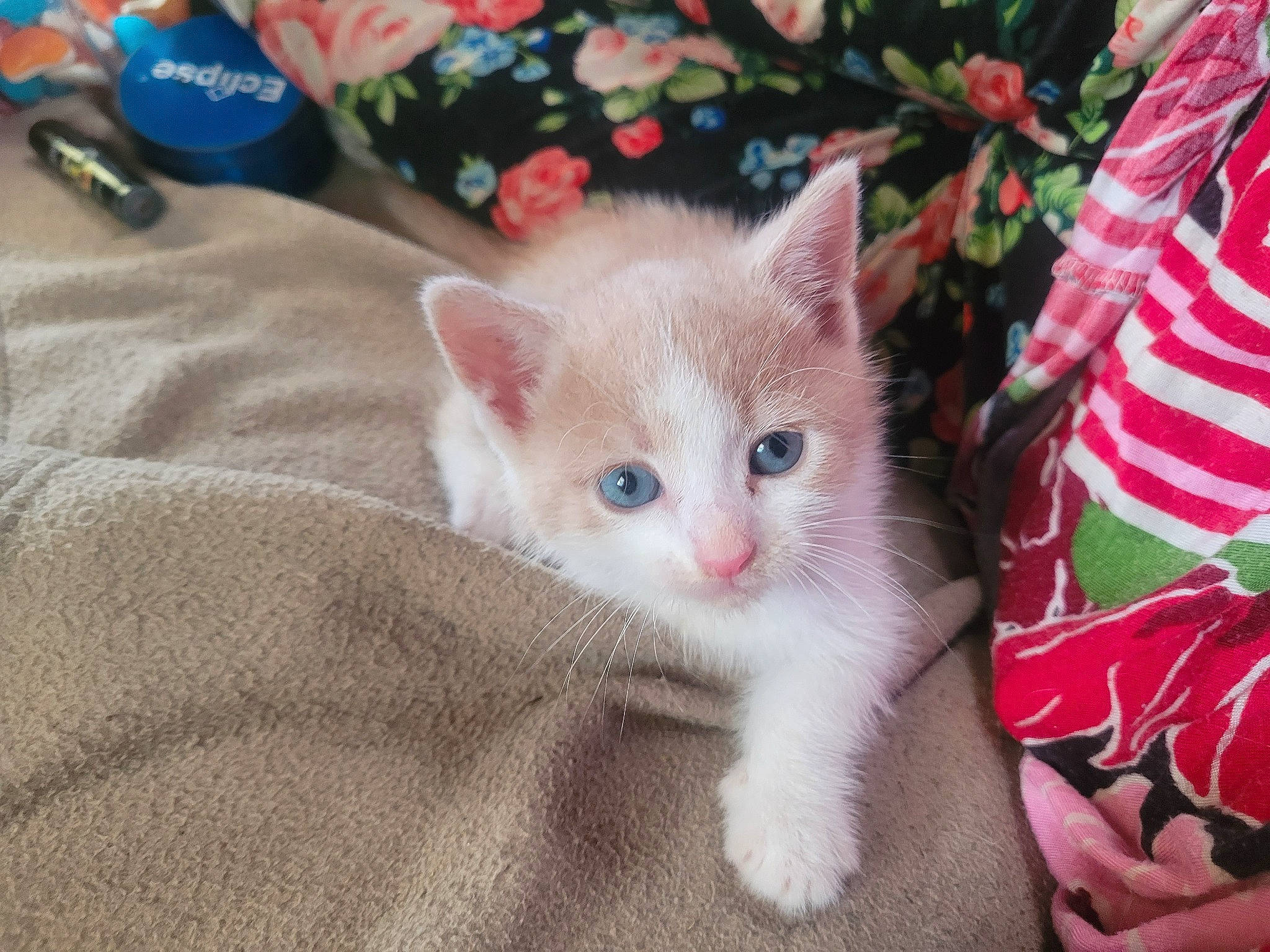 Ticaramel a rejoint le concours — aidez-le/la à gagner de superbes lots ! carmine, carnivore, cat, claw, domestic_short_haired_cat, eye, fawn, felidae, fur, paw, small_to_medium_sized_cats, snout, tail, whiskers