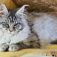 Antara participe au concours pour gagner de l'argent avec cette photo : cat, fluffy, gray_tabby, green_eyes, wooden_shelf, resting, feline, fur, portrait, indoor, closeup, animal, pet, whiskers, ears, paws, relaxed, cute, domestic_cat, mammal