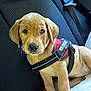 puppy, dog, pet, car_seat, harness, brown_fur, young_dog, animal, cute, companion, indoors, seatbelt, car_interior, looking_up, sitting, canine, adorable, young_animal, pet_accessory, fur