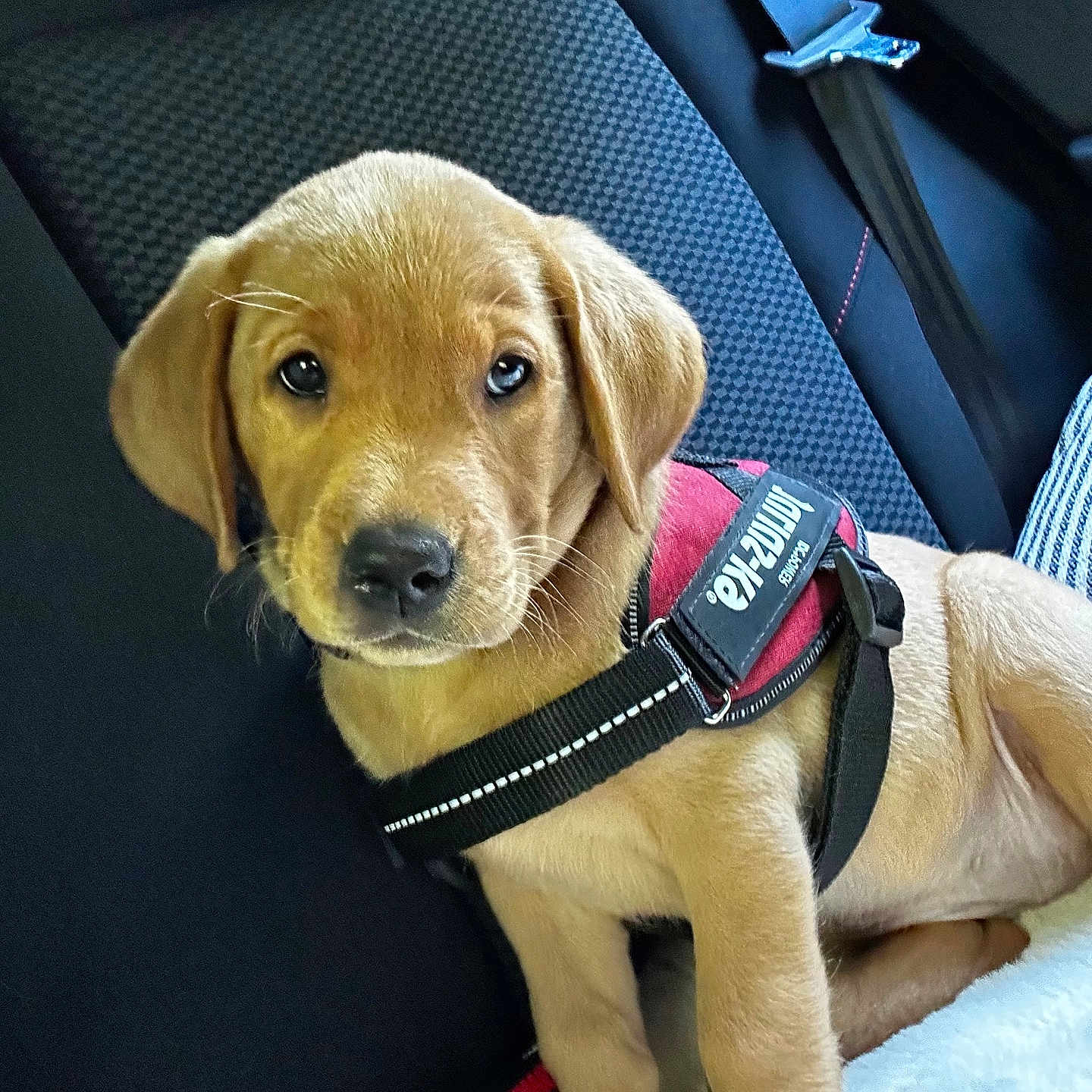 Millie joined the competition — help win amazing prizes! adorable, animal, brown_fur, canine, car_interior, car_seat, companion, cute, dog, fur, harness, indoors, looking_up, pet, pet_accessory, puppy, seatbelt, sitting, young_animal, young_dog