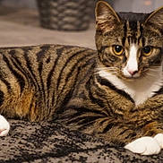 Gemini joined the competition — help win amazing prizes! animal, carpet, cat, cozy, cute, domestic_cat, ears, feline, fur, home, indoor, lying_down, mammal, pet, relaxed, striped_fur, tabby_cat, whiskers, white_paws, yellow_eyes