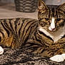 animal, carpet, cat, cozy, cute, domestic_cat, ears, feline, fur, home, indoor, lying_down, mammal, pet, relaxed, striped_fur, tabby_cat, whiskers, white_paws, yellow_eyes