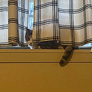 Marceline is registered to the contest to win money with this photo: cat, curious, window, curtains, plaid, tail, indoor, yellow_wall, windowsill, relaxed, pet, animal, feline, cozy, resting, light, shadow, home, domestic, peek