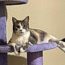 Marceline is registered to the contest to win money with this photo: cat, calico_cat, pet, animal, feline, cat_tree, purple, indoor, resting, looking, curious, whiskers, paws, fur, ears, wall, home, relaxed, mammal, cute