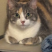 Marceline is registered to the contest to win money with this photo: animal, calico, cat, closeup, curious, cute, denim, domestic_cat, ears, feline, folded_clothes, fur, green_eyes, indoor, laptop, pet, resting, table, technology, whiskers