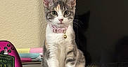 Marceline is registered to the contest to win money with this photo: alert, animal, bell, cat, collar, curious, cute, domestic, furniture, gray, indoor, kitten, pet, pink, playful, sitting, television, white, wooden_surface, young_cat