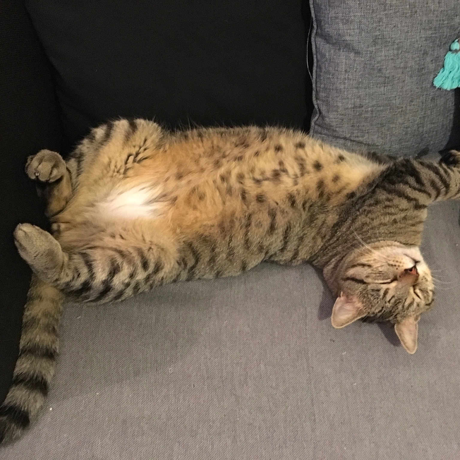 Gros Pépère