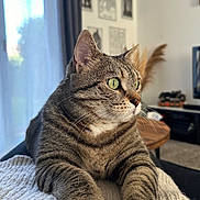 Pépère a rejoint le concours — aidez-le/la à gagner de superbes lots ! cat, close_up, cozy, curious, decor, feline, furniture, green_eyes, home, indoor, knitted_blanket, living_room, natural_light, paws, pet, portrait, relaxed, tabby_cat, whiskers, window