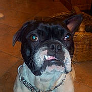 Malo participe au concours pour gagner de l'argent avec cette photo : dog, bulldog, pet, animal, portrait, closeup, black_and_white, underbite, funny_expression, collar, chain, indoors, tile_floor, wicker_basket, furniture, warm_lighting, flash_photography, sitting, looking_at_camera, canine