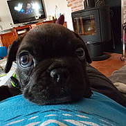 Romeo a rejoint le concours — aidez-le/la à gagner de superbes lots ! dog, pug, black_dog, two_dogs, pet, animal, portrait, close_up, couch, living_room, home, indoor, fireplace, television, bookshelf, vinyl_records, coffee_table, blue_shirt, relaxed, funny