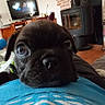 dog, pug, black_dog, two_dogs, pet, animal, portrait, close_up, couch, living_room, home, indoor, fireplace, television, bookshelf, vinyl_records, coffee_table, blue_shirt, relaxed, funny