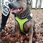 Nils a rejoint le concours — aidez-le/la à gagner de superbes lots ! adventure, american_bulldog, american_pit_bull_terrier, american_staffordshire_terrier, bandog, canidae, carnivore, dog, dog_breed, fawn, mammal, non_sporting_group, pit_bull, snout, sporting_group, tree