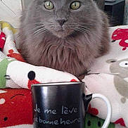 Shoubacca a rejoint le concours — aidez-le/la à gagner de superbes lots ! asian, british_longhair, british_semi_longhair, carnivore, cat, chartreux, coffee_cup, cup, domestic_short_haired_cat, felidae, kitten, korat, mammal, nebelung, russian_blue, small_to_medium_sized_cats, whiskers