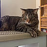 animal, basket, cat, cozy, curious, domestic, ears, floor, furniture, green_eyes, home, indoor, looking, pet, resting, shelf, tabby, table, whiskers, wooden