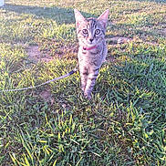 Athéna a rejoint le concours — aidez-le/la à gagner de superbes lots ! alert, animal, cat, collar, curious, cute, daylight, feline, grass, kitten, leash, mammal, nature, outdoor, pet, playful, small, sunlight, tabby, young