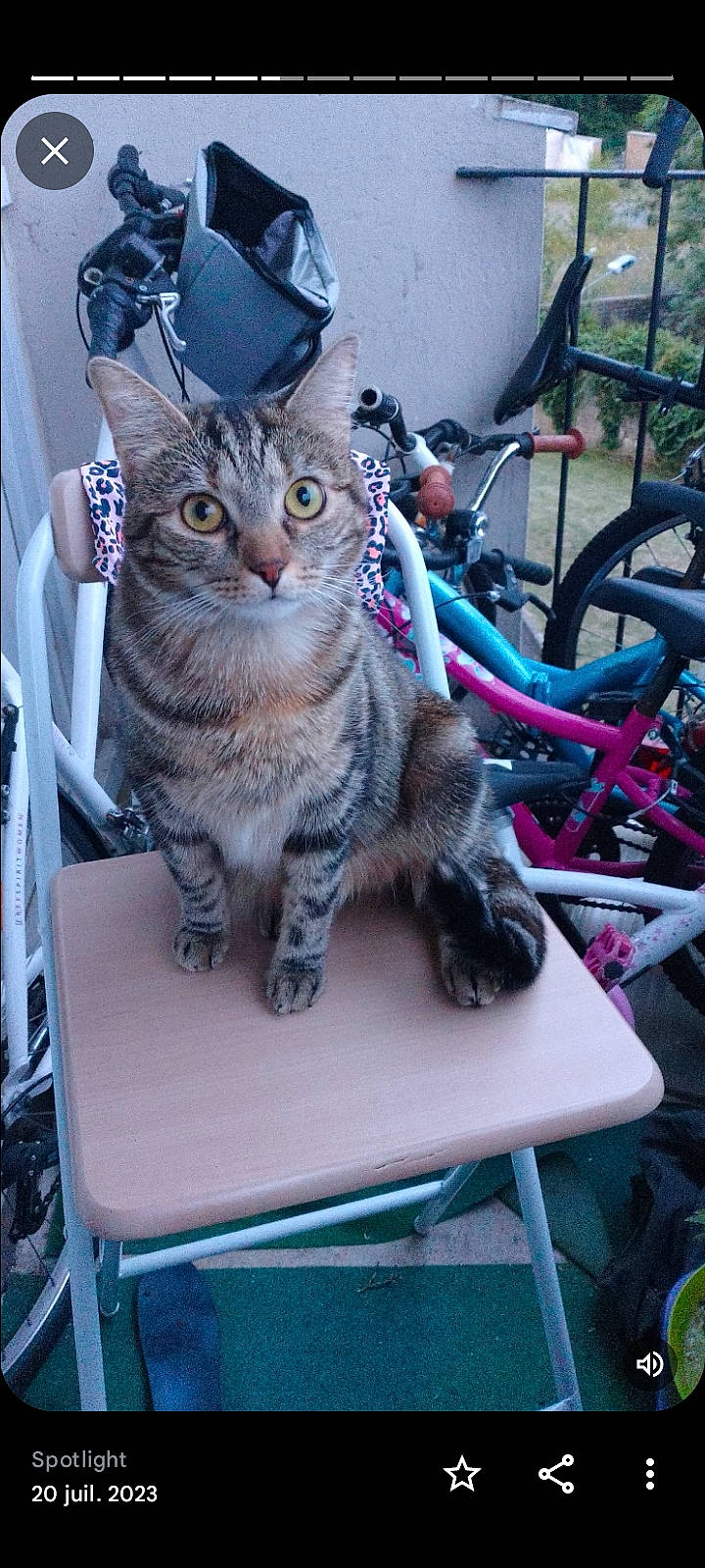 Saona a rejoint le concours — aidez-le/la à gagner de superbes lots ! carnivore, cat, claw, domestic_short_haired_cat, felidae, fur, outdoor_furniture, paw, plant, sitting, small_to_medium_sized_cats, snout, table, tail, tree, whiskers