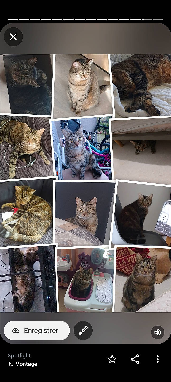 Saona participe au concours pour gagner de l'argent avec cette photo : art, carnivore, cat, collage, domestic_short_haired_cat, felidae, fur, grey, pattern, photograph, photography, small_to_medium_sized_cats, vertebrate, whiskers