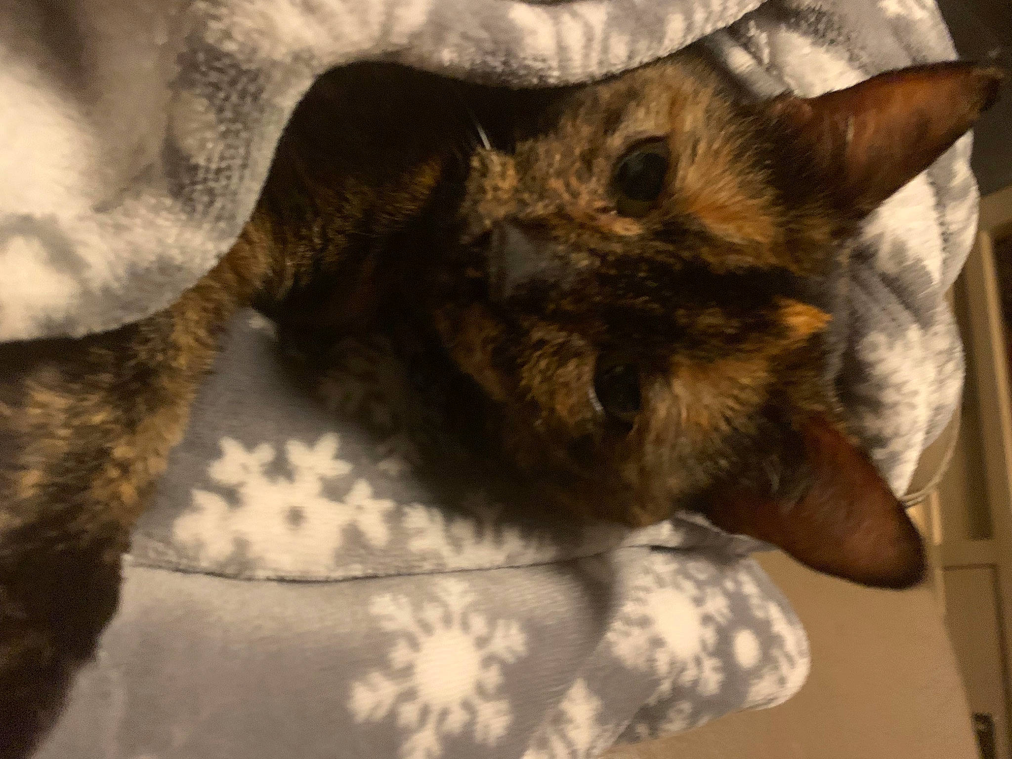 Pupuce a rejoint le concours — aidez-le/la à gagner de superbes lots ! black_cat, canidae, carnivore, cat, claw, comfort, dog_breed, domestic_short_haired_cat, fawn, felidae, fur, linens, nap, paw, small_to_medium_sized_cats, snout, sporting_group, tail, whiskers, window