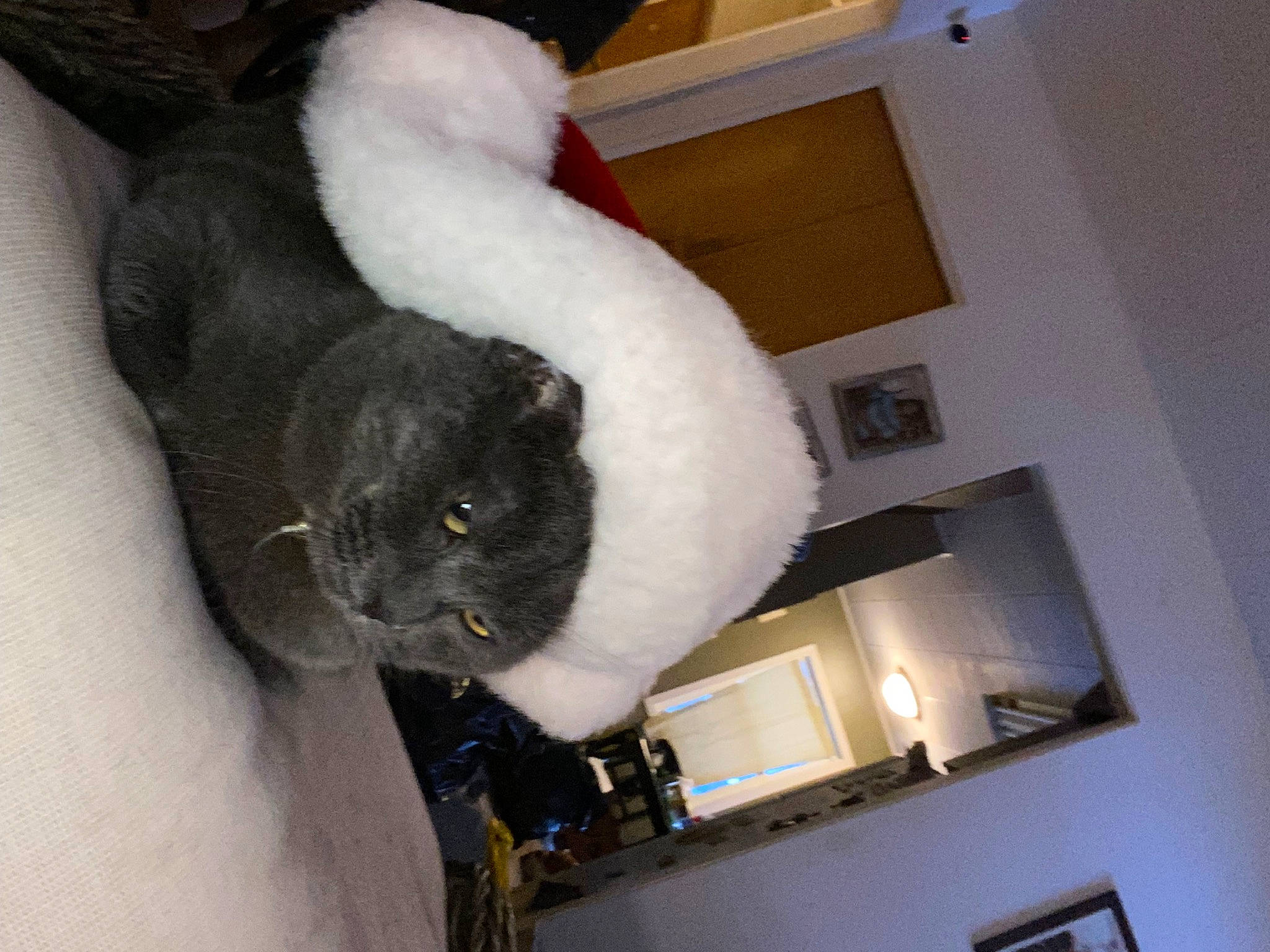 Buddy joined the competition — help win amazing prizes! canidae, carnivore, cat, cat_bed, comfort, companion_dog, dog_breed, domestic_short_haired_cat, felidae, fur, plush, room, small_to_medium_sized_cats, snout, stuffed_toy, tail, toy, whiskers, wool