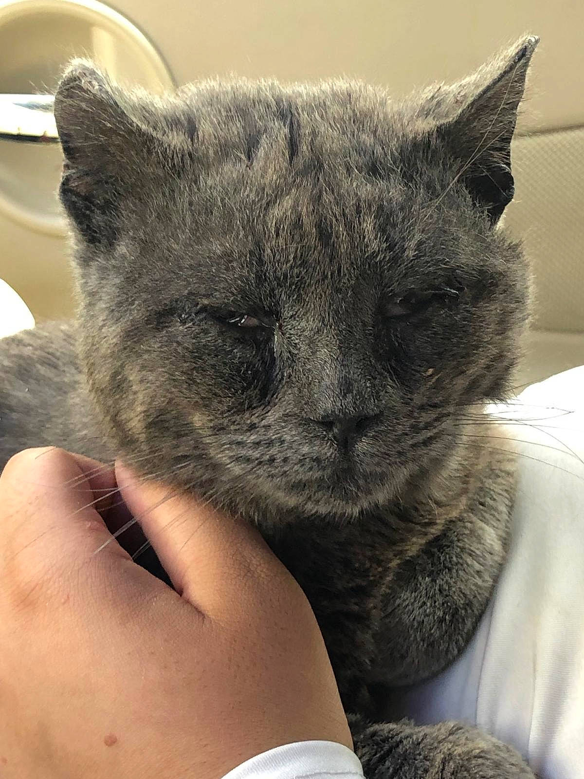 Buddy is registered to the contest to win money with this photo: carnivore, cat, claw, close_up, comfort, domestic_short_haired_cat, ear, felidae, fur, gesture, grey, nail, nap, paw, sleep, small_to_medium_sized_cats, snout, terrestrial_animal, whiskers, wool