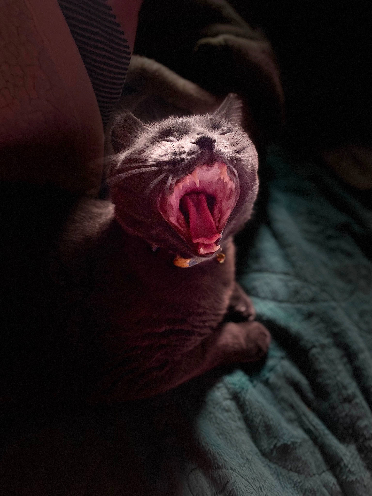 Buddy is registered to the contest to win money with this photo: carmine, carnivore, comfort, companion_dog, darkness, dog, dog_breed, fang, felidae, fur, jaw, liver, magenta, small_to_medium_sized_cats, snout, sporting_group, tints_and_shades, tooth, whiskers, yawn