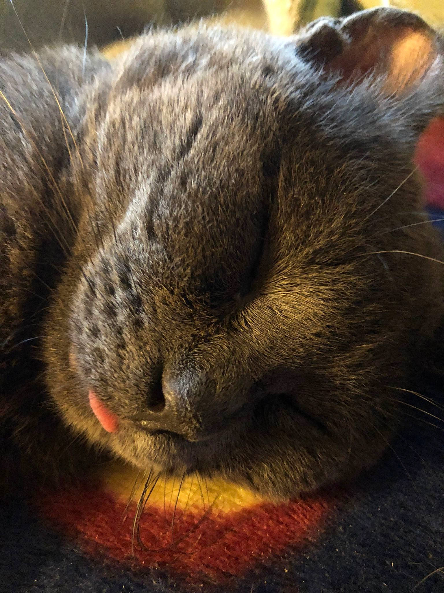 Buddy joined the competition — help win amazing prizes! carnivore, cat, claw, comfort, domestic_short_haired_cat, ear, fawn, felidae, fur, grey, nap, paw, sleep, small_to_medium_sized_cats, snout, tail, terrestrial_animal, whiskers, wildlife, wood