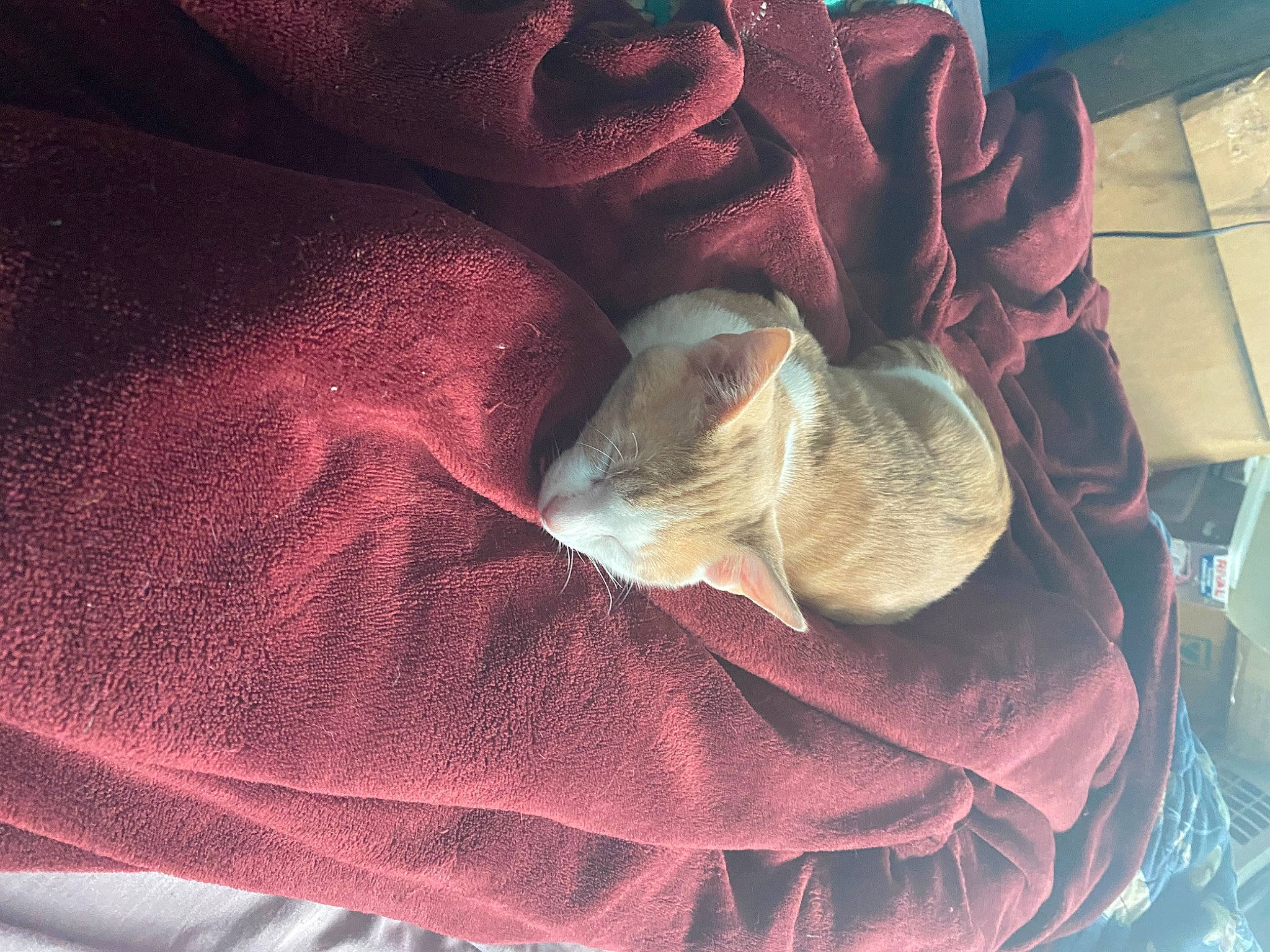 Jax joined the competition — help win amazing prizes! canidae, carmine, carnivore, cat, comfort, companion_dog, domestic_short_haired_cat, fawn, felidae, fur, human_leg, linens, magenta, nap, petal, room, small_to_medium_sized_cats, tail, tints_and_shades, whiskers