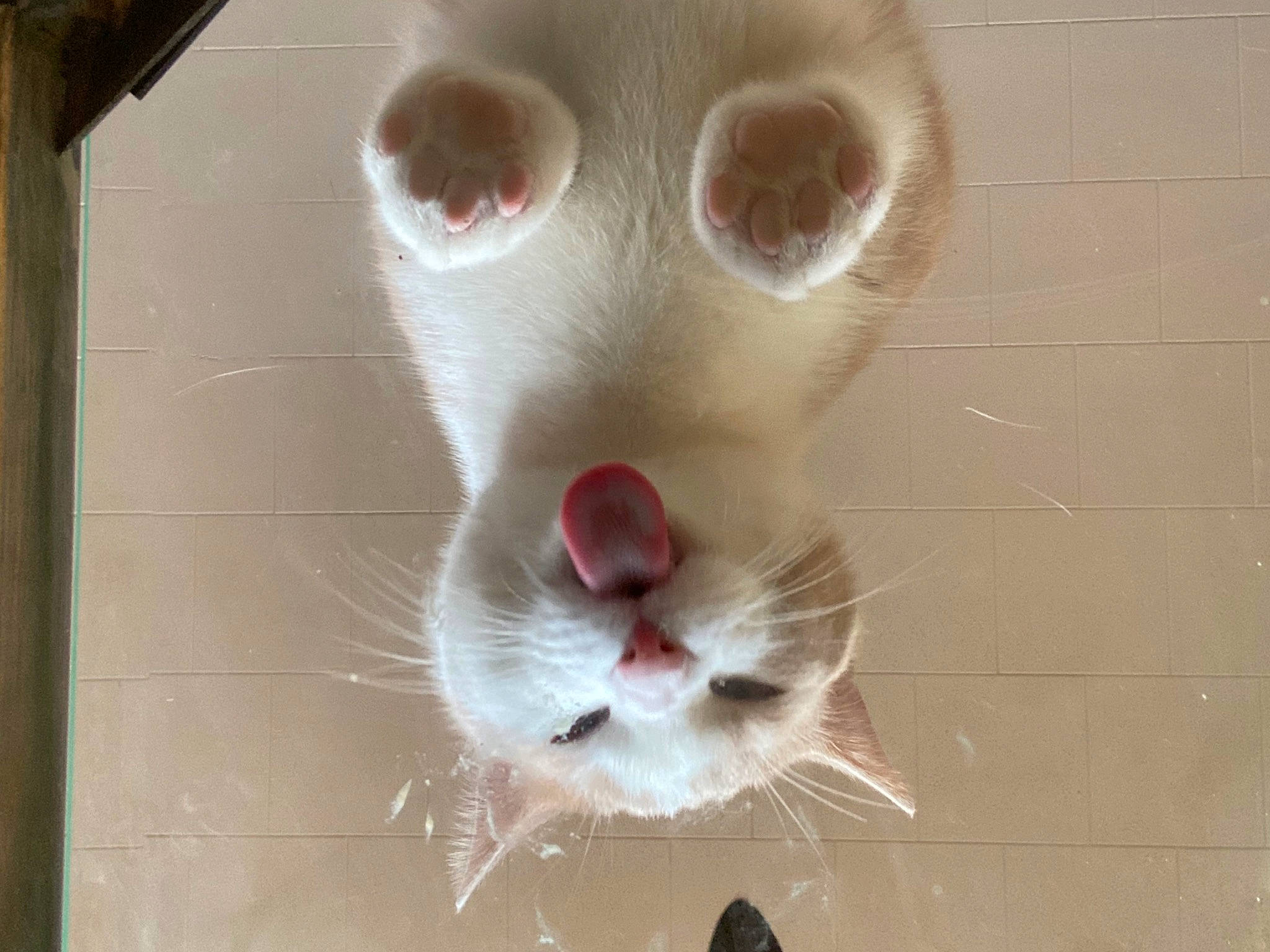 Jax joined the competition — help win amazing prizes! art, carnivore, cat, cat_toy, domestic_short_haired_cat, eye, eyelash, fang, fawn, felidae, fur, iris, nose, paw, small_to_medium_sized_cats, snout, tail, terrestrial_animal, whiskers, window