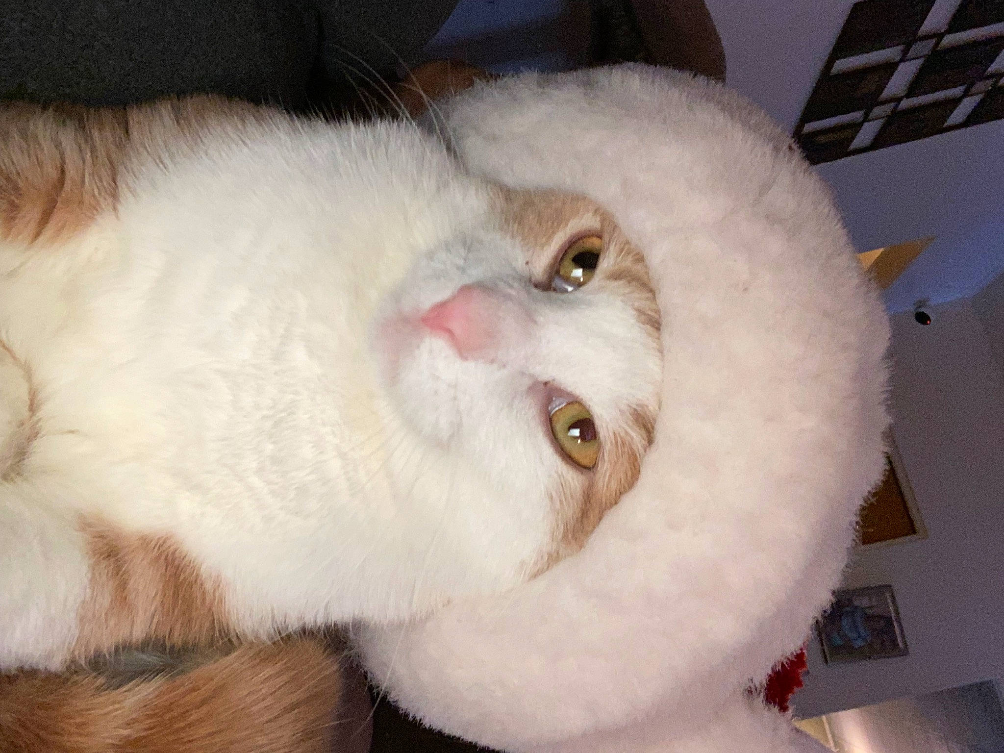 Jax joined the competition — help win amazing prizes! carnivore, cat, cat_bed, domestic_short_haired_cat, ear, eye, felidae, fur, head, paw, small_to_medium_sized_cats, snout, whiskers