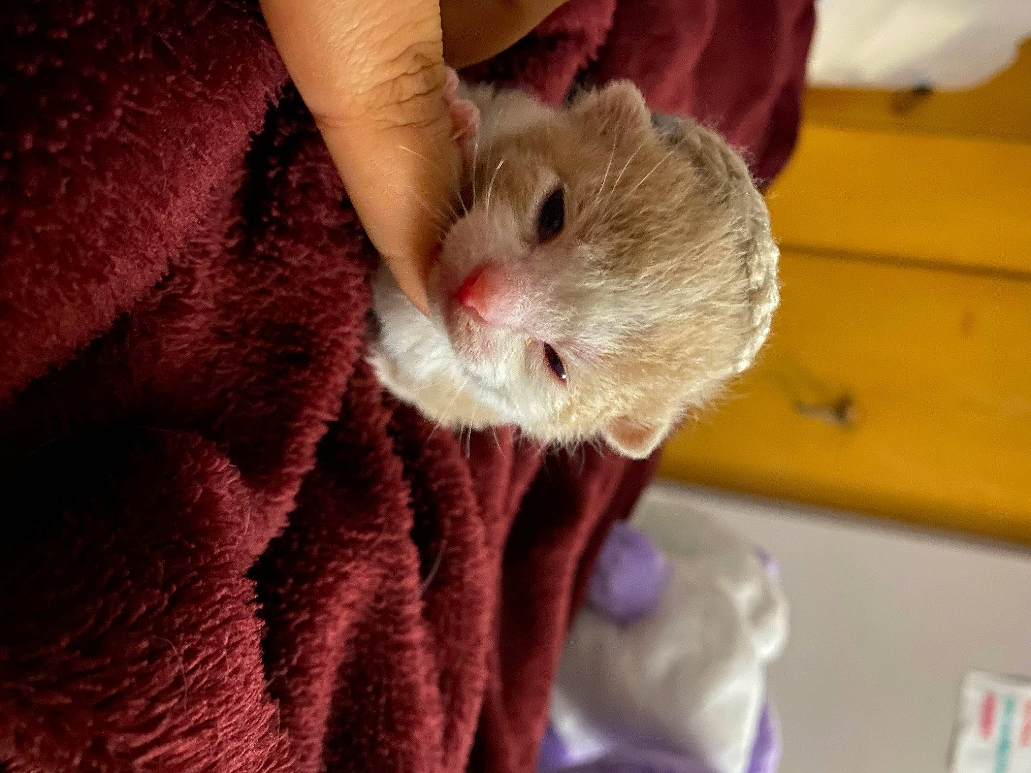 Jax joined the competition — help win amazing prizes! claw, fawn, felidae, finger, fur, gerbil, hamster, marsupial, mouse, muroidea, mustelidae, nail, paw, pest, rat, rodent, small_to_medium_sized_cats, snout, whiskers, white_footed_mice