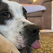Mabel joined the competition — help win amazing prizes! dog, close_up, tongue_out, indoor, living_room, carpet, couch, lamp, relaxed, pet, animal, brown, white, black, snout, paw, fur, cute, cozy, home
